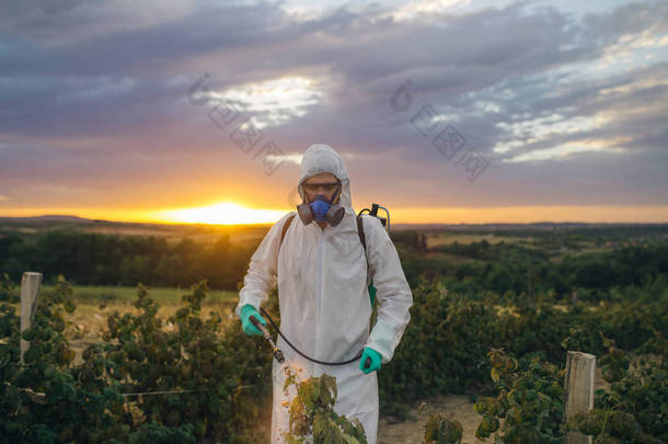 农业害虫防治. 日落期间种植有机农药的年轻工人手持喷雾剂.