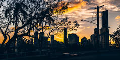 澳大利亚布里斯班壮丽日落时期的现代城市背景下的树木剪影