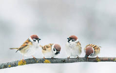 四只小小鸟坐在树枝上的麻雀 