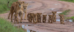 狮子幼崽, 非洲。野生动物的图片。动物