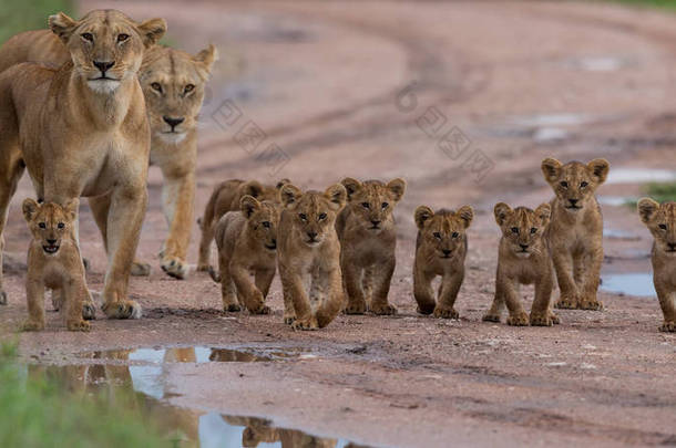 狮子幼崽, 非洲。野生动物的图片。动物
