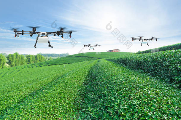 农业无人机飞向喷洒肥料的绿茶田, 智能农场4.0 概念