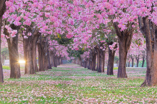 浪漫绽放的粉红小号花树的风景, 它看起来像春天公园里的樱桃树.
