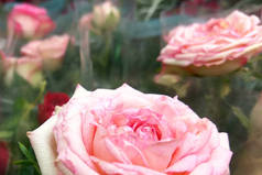 花卉市场上的粉红玫瑰花。关闭摄影。浪漫的爱情和生日的概念和情人节礼物
