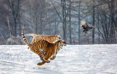 西伯利亚虎在雪原草地上追逐猎物鸟, 西伯利亚虎园, 衡丹江区横道河子公园, 哈尔滨, 中国. 