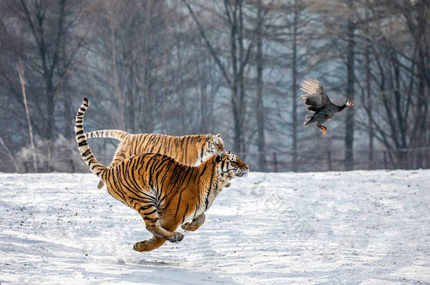 西伯利亚虎在雪原草地上追逐猎物鸟, 西伯利亚虎园, 衡丹江区<strong>横道</strong>河子公园, 哈尔滨, 中国. 