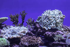 泰国海底五彩斑斓的珊瑚.