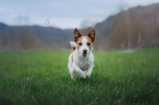 狗在<strong>草地上奔跑</strong>。宠物在大自然中玩耍。活跃杰克·罗素·泰瑞尔.