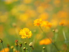 黄花, 非洲玛丽戈尔德, 墨西哥阿斯特, 克朗代克类型明亮的光硫磺美丽模糊自然背景