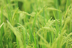 绿米粒在田间生长