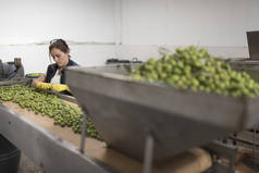 食品橄榄果品加工厂中选择橄榄的妇女