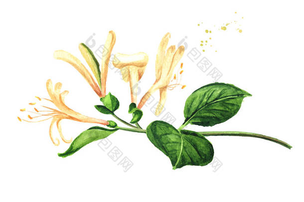 金银花分枝，<strong>花叶</strong>，水彩画手绘图解，白色背景分离