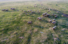 羊在草地上奔跑，从无人驾驶飞机上射击