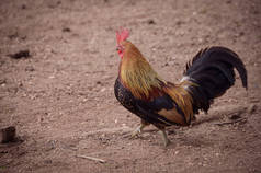 矮小的小鸡在农场里散步. 一只向前看的小公鸡.
