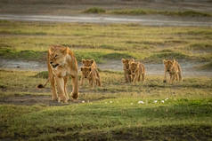 狮子座的女狮子带着五只幼崽过草甸平原