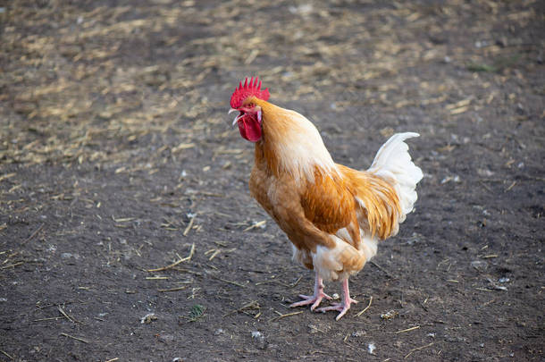 鸡舍全长特写农场野味天然肉类红鸡棕红色