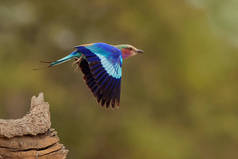 在非洲，色彩斑斓的洋红色、蓝色、绿色的鸟，广泛分布在撒哈拉以南非洲，漂泊在阿拉伯半岛，更喜欢开阔的林地和稀树草原