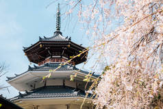 位于日本奈良的吉野山金浦寺，有春天的樱花