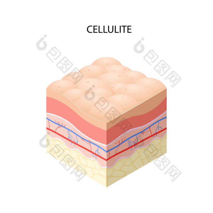 皮肤用纤维素横截面人体皮肤层结构护肤医学概念扁平