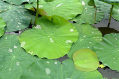 柬埔寨，绿莲叶，湖上有水滴