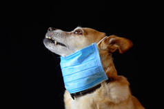 狗戴上医疗口罩以保护自己免受感染或空气污染，科罗纳韦勒斯病