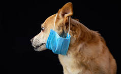 狗戴上医疗口罩以保护自己免受感染或空气污染，科罗纳韦勒斯病