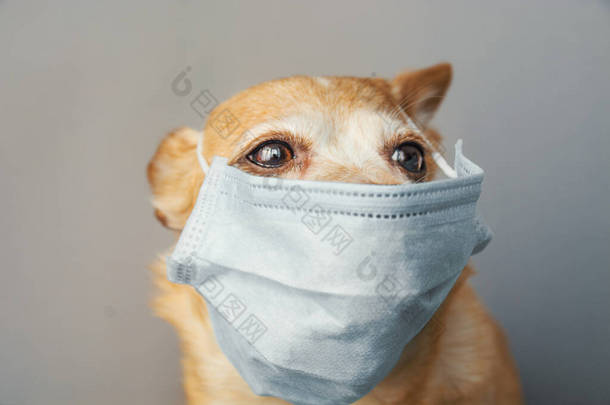 狗戴上医疗口罩以<strong>保护自己</strong>免受感染或空气污染，科罗纳韦勒斯病