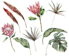 水彩斑斓的热带地区,有蛋白质和棕榈叶.手绘异国情调的花，棕榈叶和海葵叶被白色背景隔离。用于设计、印刷、织物或背景的花卉图解.