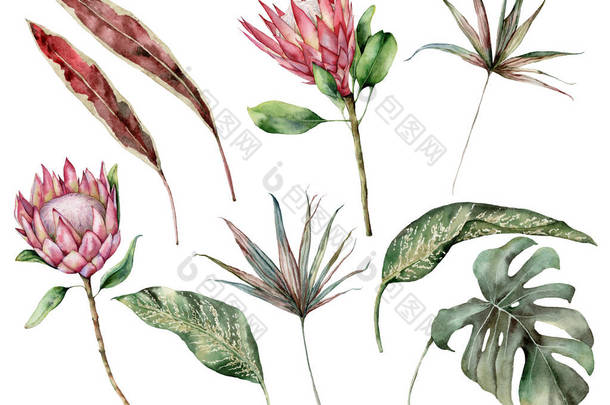 水彩斑斓的热带地区,有蛋白质和棕榈叶.手绘异国情调的花，棕榈叶和海葵叶被白色背景隔离。用于设计、印刷、织物或背景的花卉图解.