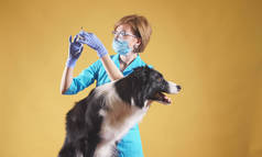 漂亮的女兽医要给狗狗注射止痒药，照顾宠物