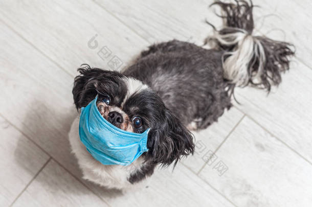 狗戴着医疗面具在脸上。验尸官的概念。<strong>保护动物</strong>免受感染