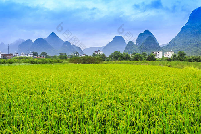 广西稻田，中国，亚洲 山水风景