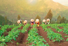 印度尼西亚传统农民在马铃薯田里劳作，亚洲农民在田里移植马铃薯苗，农民在雨季种植马铃薯.