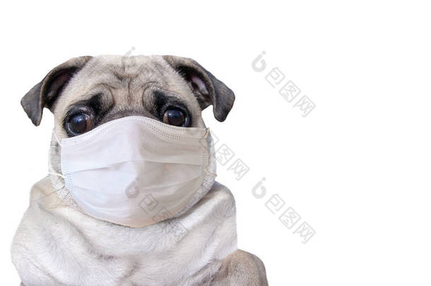 带着医疗面罩的帕格，白色背景与复印空间隔离。狗戴着防护面具在脸上。大悲伤的眼睛。1.横向.