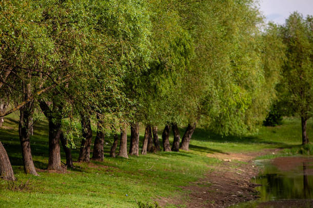 一群树在绿色的草地上.夏日碧绿的草地和蓝天.正式公园里的林木线。摩尔多瓦共和国美丽的春天风景。绿色的风景春天里.