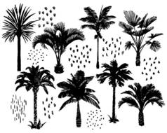不同的棕榈树设置。手工绘制的热带植物和涂鸦。笔画。采摘白色热带异国植物. 