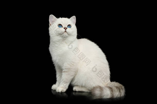 英国白猫，蓝眼睛，坐着凝视着孤零零的黑色背景，侧观