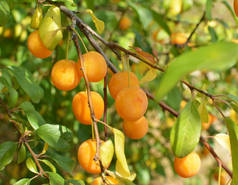 李(Prunus cerasifera)成熟的果实在树枝上).