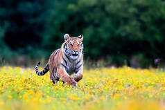 世界上最大的猫，西伯利亚虎，Panthera Tigris altaica，穿过一片布满黄色花朵的草地，径直奔向摄像机。自然界中顶级掠食者的印象主义场景.