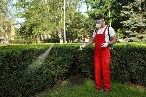 工人在室外的绿灌木上喷洒杀虫剂.防治虫灾