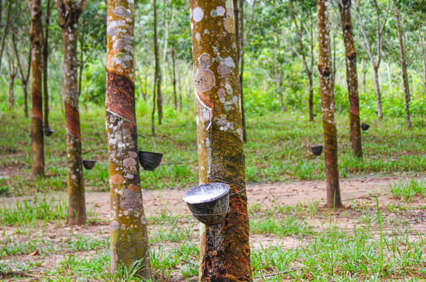 越南橡胶树，拍打乳胶，从越南天然橡胶树中提取的乳胶