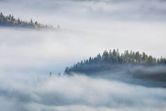 概念雾蒙蒙的秋天风景，冷杉森林，黄枫树，空中风景，多雾的秋天，山谷
