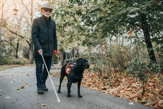 一个成熟的盲人，拿着一根长长的白色手杖和他的导盲犬在公园里散步. 