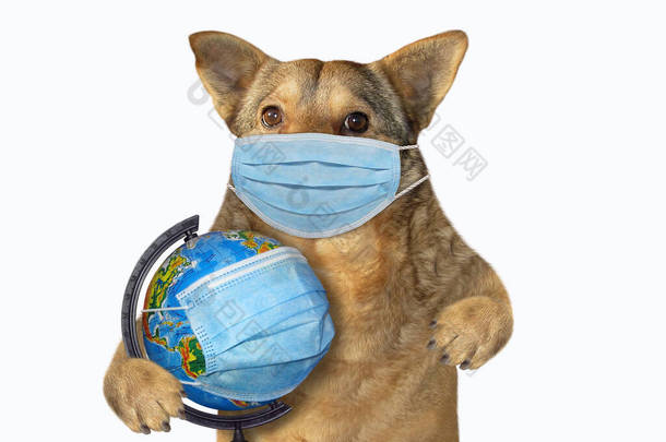 一只米色的狗拿着一个戴着保护膜的地球仪.白色背景。被隔离了.
