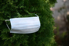 生长在花园里的绿豆杉上的白色药膜，考拉威斯的概念 