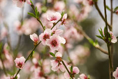 春天里满是桃花的枝条