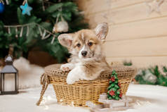 纯正的威尔士科尔吉犬在圣诞装饰。新年假期