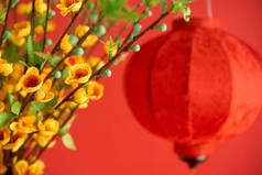 黄花杏枝和大红纸灯笼，农历新年特选焦点