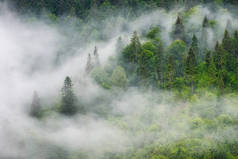 多雾的山林.绿树成荫的风景.雨后的风景。一个背景的观点。自然形象