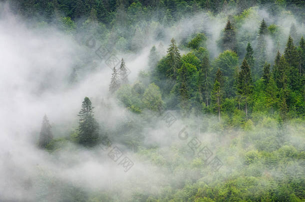 多雾的山林.绿树成荫的风景.雨后的风景。一个背景的观点。自然形象